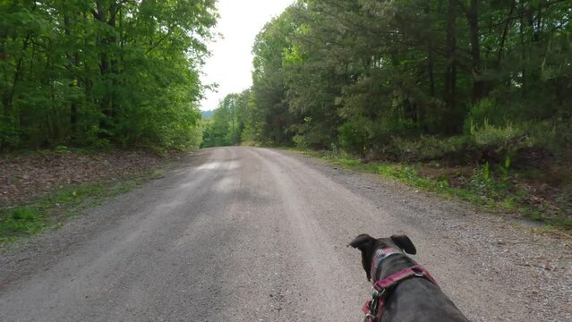 Follow Shot of a Beautiful Brown Brindle Boxer Dog Walking Along a Gravel Road Through a Forest