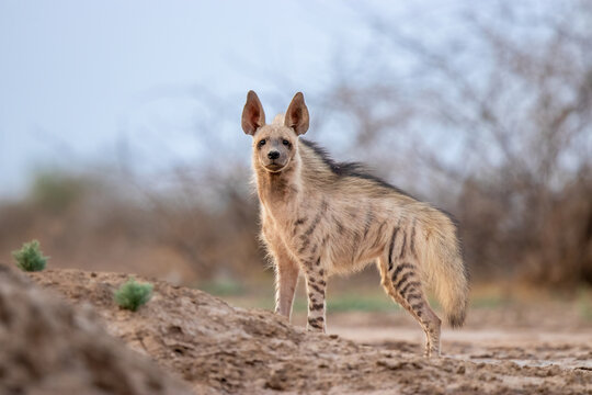 Indian Striped Hyena Photographed At Little rann Of Kutch India