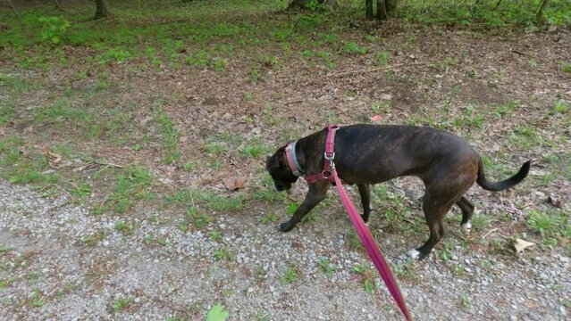 Beautiful Brown Brindle Boxer Dog Walks on a Leash Along a Trail Through a Forest.  Slow Motion, 4k.