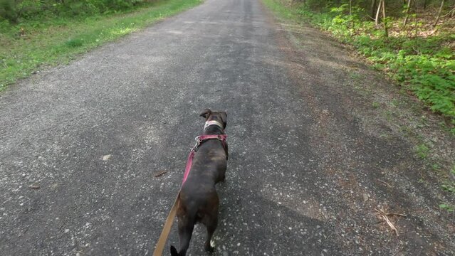 Orbiting Shot of a Beautiful Brown Brindle Boxer Dog Walking Along a Gravel Road Through a Forest