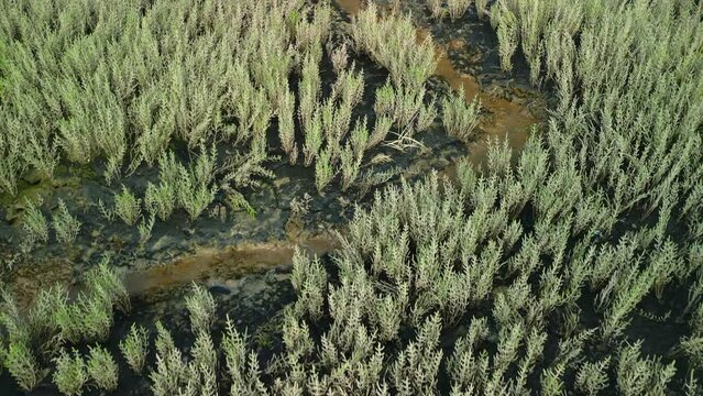 Samphire coastal plant on tidal mud flats, slow low flight over.
