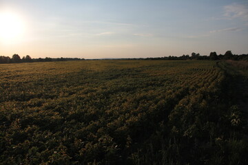 Obraz premium sunset over the field