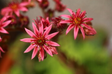 Rojnik Perseus Sempervivum