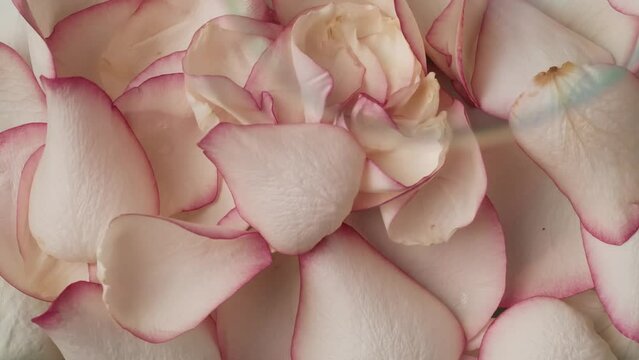 Closeup shot of rose flower petals background, many soap bubbles flying popping around the frame. Slow motion.