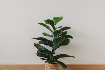 House Fiddle Fig plant on white wall background.