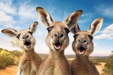 Three kangaroos take selfies