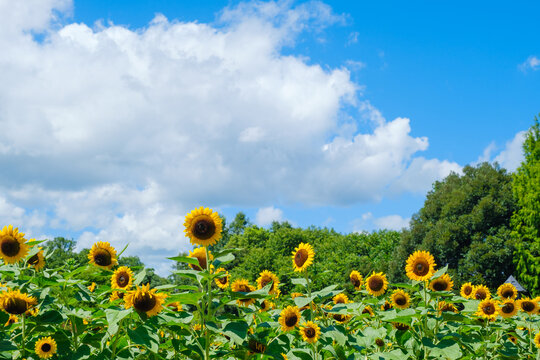 夏の青空とひまわり畑　奈良県