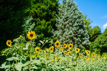 公園とひまわり畑　サンフィニティ　奈良県