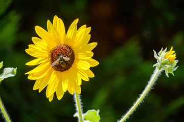 ひまわりと蜜を集める蜂　サンフィニティ