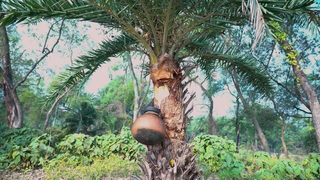 In an Indian village, the age-old tradition of making jaggery from date tree sap involves collecting sap, boiling, and solidifying it.