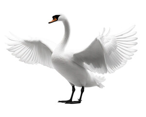 swan on transparent background