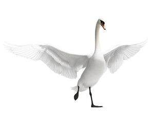 swan on transparent background