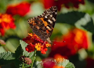 butterfly on flower in summer in california 