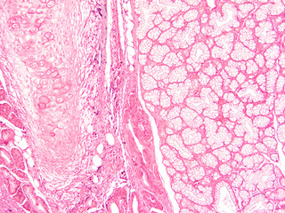 picture of histology human tissue with microscope from laboratory (not Illustration Designation)