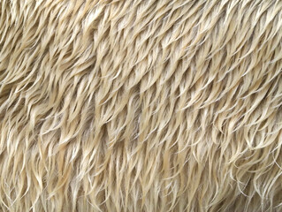 シロクマの毛 © toshihiro emi