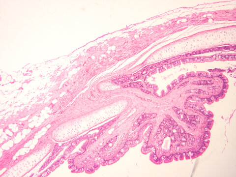 picture of histology human tissue with microscope from laboratory (not Illustration Designation)