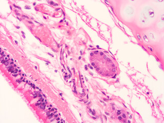 picture of histology human tissue with microscope from laboratory (not Illustration Designation)
