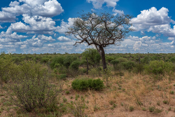 Landscape in Khaudum National Park, Namibia