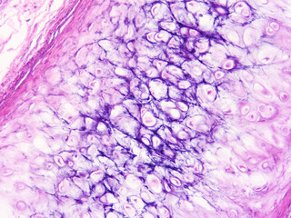 picture of histology human tissue with microscope from laboratory (not Illustration Designation)