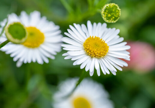 Bellis perennis is a common European species of daisy, from the family Asteraceae.