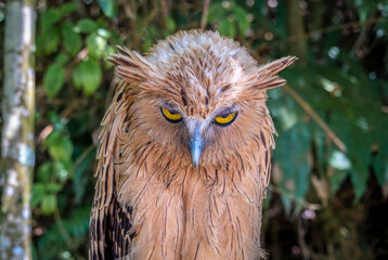 The buffy fish owl (Ketupa ketupu), also known as the Malayan fish owl.