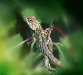 Naklejka na ściany i meble Changeable Lizard, Green lizard on tree branch, green lizard sunbathing on branch, green lizard climb on wood, Jubata lizard