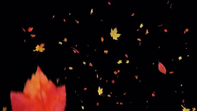 Maple Leaves Burst on Alpha Channel. Element footage place on background and easier to adjust color.
