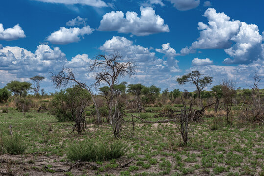 Landscape in Khaudum National Park, Namibia
