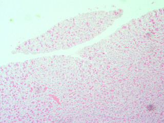 picture of histology human tissue with microscope from laboratory (not Illustration Designation)