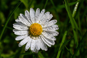 Macro image of dewy Daisy flower or Bellis perennis from Asteraceae family, close up of blooming spring meadow flowers © Oleh Marchak