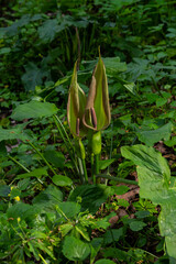 Cuckoopint or Arum maculatum arrow shaped leaf, woodland poisonous plant in family Araceae. arrow shaped leaves. Other names are nakeshead, adder's root, arum, wild arum, arum lily, lords-and-ladies