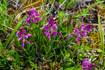 Polygala vulgaris, known as the common milkwort, is a herbaceous perennial plant of the family Polygalaceae. Polygala vulgaris subsp. oxyptera, Polygalaceae. Wild plant shot in summer
