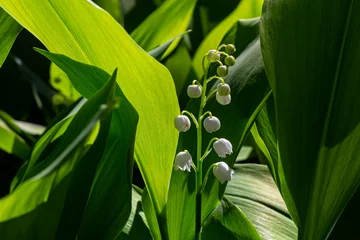 Poster Lily of the Valley flowers Convallaria majalis with tiny white bells. Macro close up of poisonous flowering plant. Springtime herald and popular garden flower © Oleh Marchak