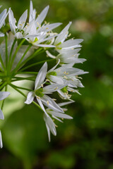 Beautiful blooming white flowers of ramson - wild garlic Allium ursinum plant in homemade garden. Close-up. Organic farming, healthy food, BIO viands, back to nature concept