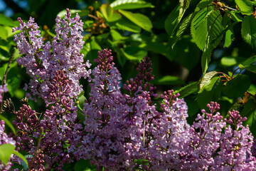 purple lilac shrub blossoms in spring. Beautiful floral nature wallpaper in the green garden