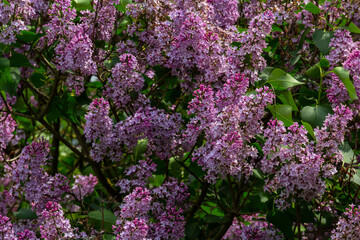 Obraz premium purple lilac shrub blossoms in spring. Beautiful floral nature wallpaper in the green garden