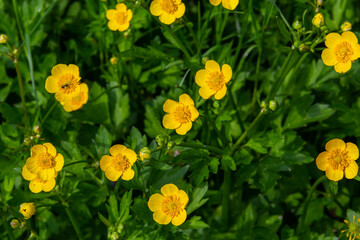 Close-up of Ranunculus repens, the creeping buttercup, is a flowering plant in the buttercup family Ranunculaceae, in the garden