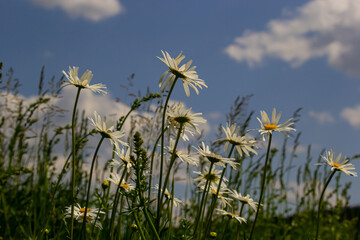 Wild daisy flowers growing on meadow, white chamomiles. Oxeye daisy, Leucanthemum vulgare, Daisies, Dox-eye, Common daisy, Dog daisy, Gardening concept