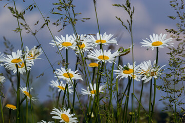 Wild daisy flowers growing on meadow, white chamomiles on blue cloudy sky background. Oxeye daisy, Leucanthemum vulgare, Daisies, Dox-eye, Common daisy, Dog daisy, Gardening concept
