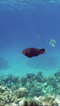 Vertical video, Triggerfish swims in blue water over coral reef other colorful tropical fish swim nearby, slow motion