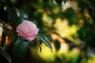 ピンクの椿の花