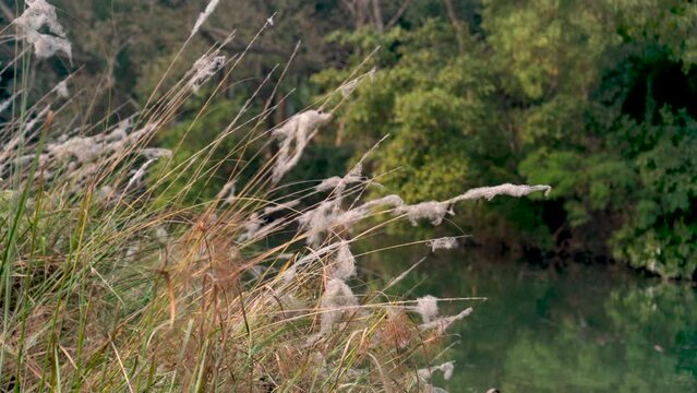 In an Indian village,, Kash ful sways in the autumn breeze, marking a festive season's joyous embrace of nature.