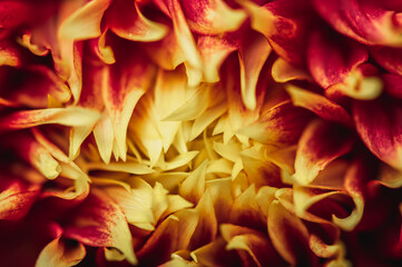 Red yellow dahlia.Autumn floral background..Selective focus.