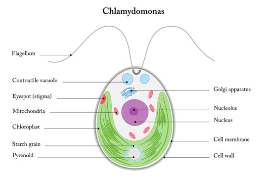 Structure of Chlamydomonas. Diagram. Green algae on a white background.