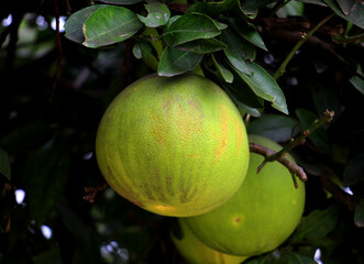 Pomelo on the tree. pomelo is a natural, non-hybrid, citrus fruit, native to Southeast Asia. Also known by the names' pummelo, pomello, shaddock, jabong, and Chinese grapefruit.