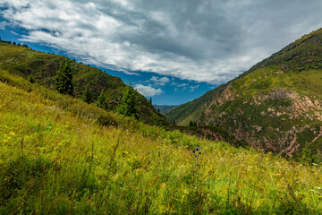 Fototapeta premium landscape in the summer