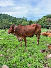 Cow, animal, grass,sky, brown 