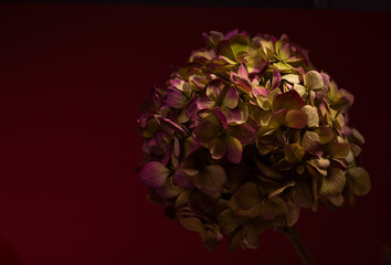 Beautiful Hydrangea Flower in Dark Low With Copy Space for Text.