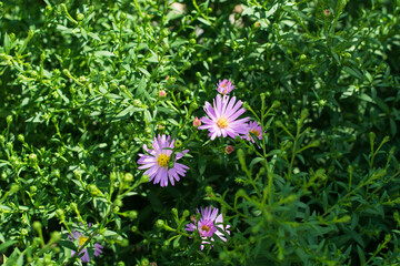 New York aster in bloom with green leaves foliage and open and closed buds