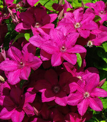 Purple flowers of Clematis viticella in the garden. Summer and spring time